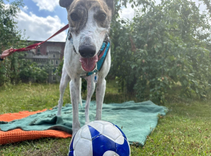Football plea to kick off ‘endless joy’ for homeless dogs at Battersea Old Windsor