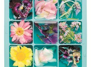 How to show off your home-grown flowers in ice cubes for summer parties 