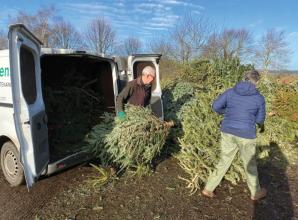Where to recycle your Christmas trees in Windsor and Maidenhead