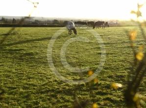 &lsquo;Horrified&rsquo; villagers fear Burnham will be &lsquo;unliveable&rsquo; if 800-home plan approved, meeting hears