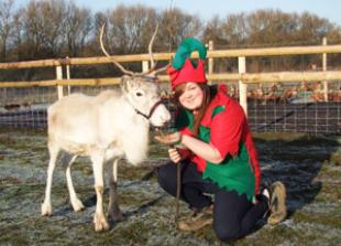 Reindeers ready for Hare Hatch Sheeplands visit