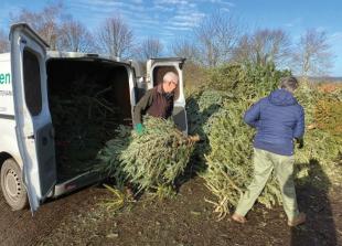 Where to recycle your Christmas trees in Windsor and Maidenhead