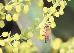 Eco Matters: Help bees ride out the winter