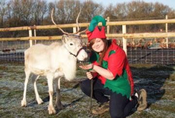 Reindeers ready for Hare Hatch Sheeplands visit Reindeers ready for Hare Hatch Sheeplands visit
