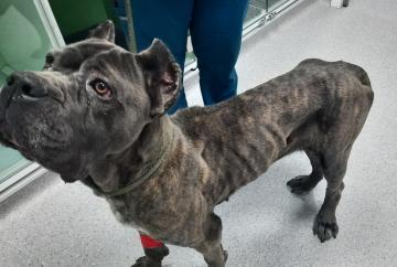 10-year ban for dog owner who left pet starving and alone