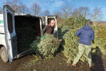 Where to recycle your Christmas trees in Windsor and Maidenhead