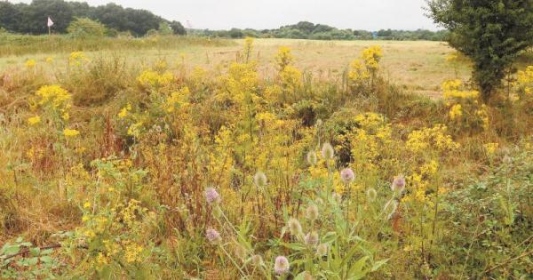 M4 smart motorway compound recommended for approval