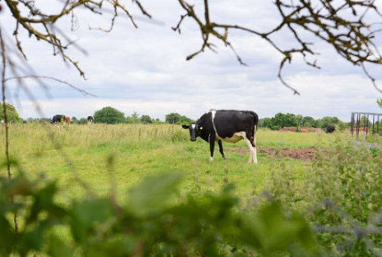 Rogue cow causes havoc on A404