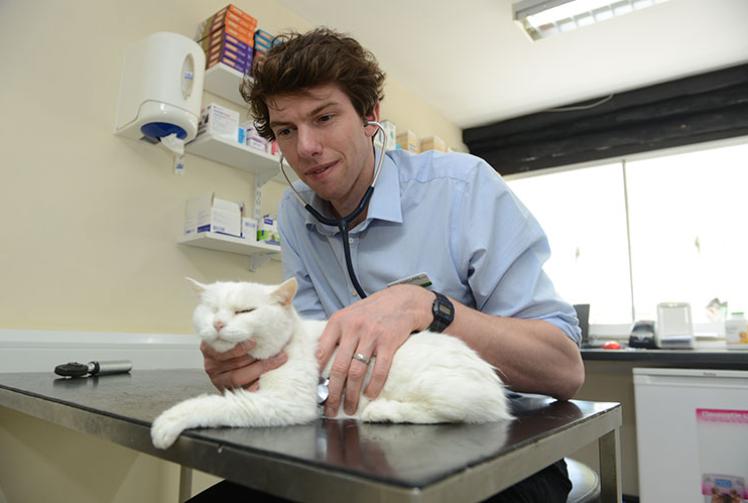 Kelperland Veterinary Centre blog: Stories from surgery and fireworks advice