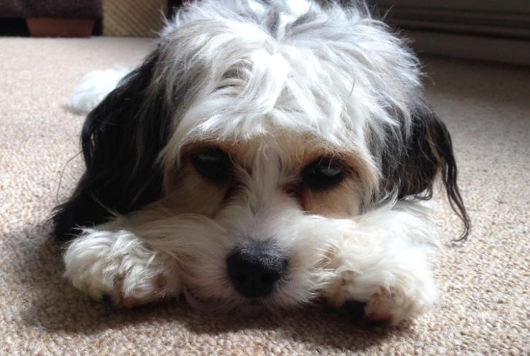 Petflix and Chill: Relaxing videos produced for cats and dogs during Bonfire Night