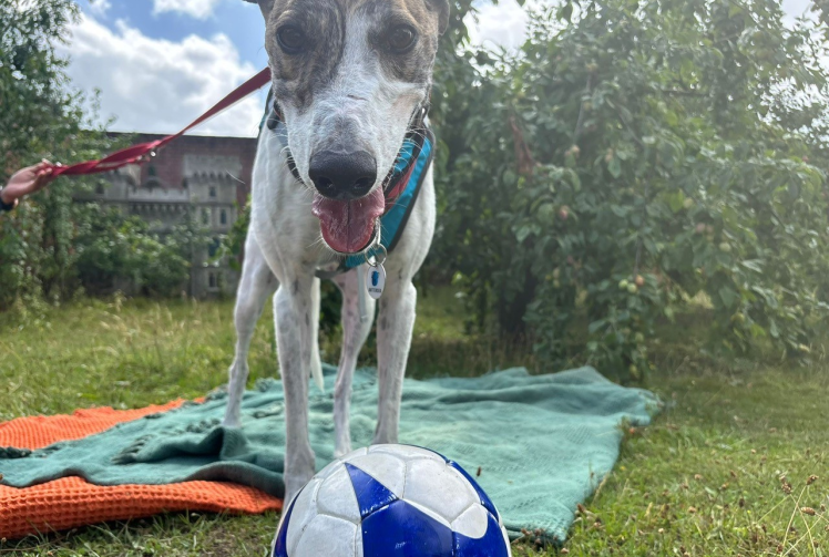 Football plea to kick off ‘endless joy’ for homeless dogs at Battersea Old Windsor 