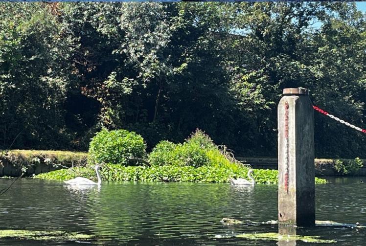 Separated swan couple reunited after helping hand from Bray-based rescue centre