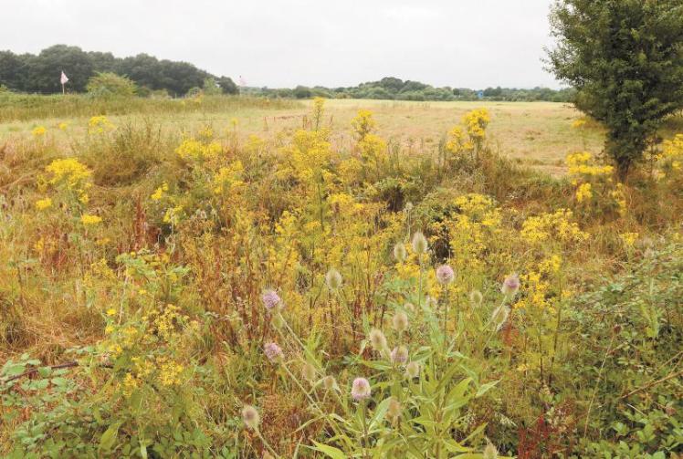 M4 smart motorway compound recommended for approval