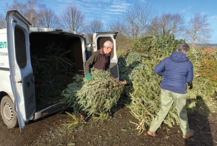 Where to recycle your Christmas trees in Windsor and Maidenhead