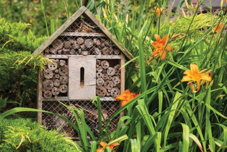 How gardeners can ease the life of bees