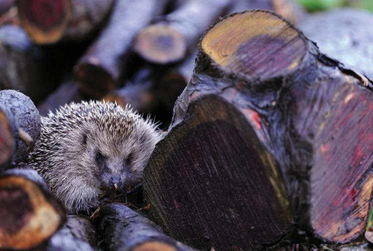 Ways to help regular wildlife visitors to the garden