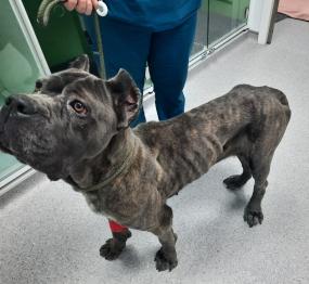 10-year ban for Slough dog owner who left pet home alone and starving