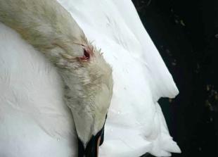 RBWM seeks views on catapult crackdown after swan killings