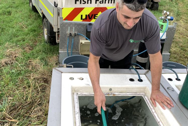 Merry Fishmas stockings: 53,000 young fish released into South East waterways